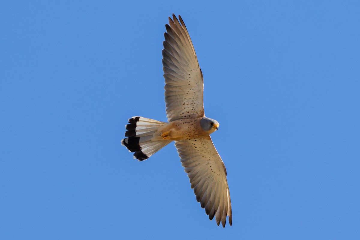Lesser Kestrel - ML642163096