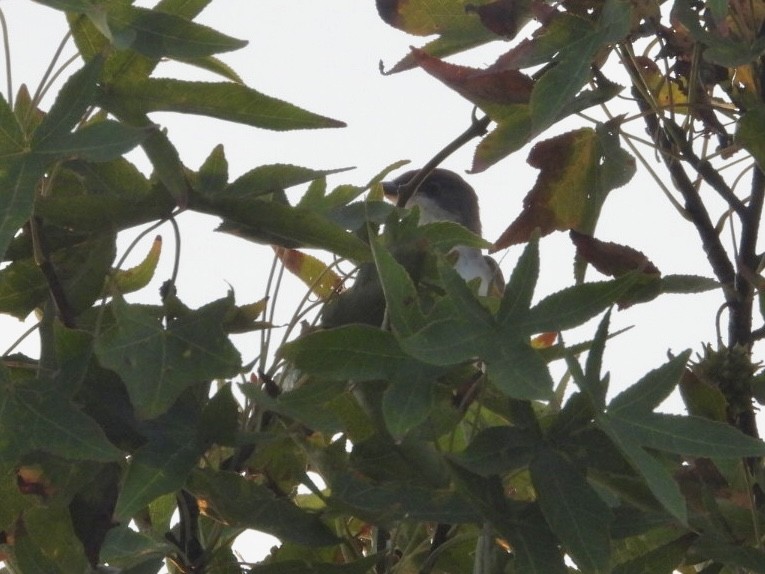 Eastern Kingbird - ML642163119