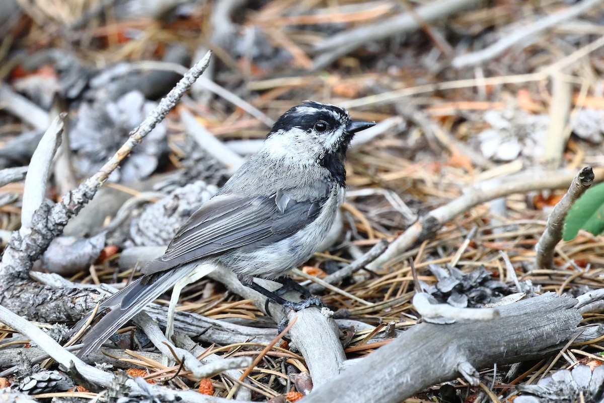 Mountain Chickadee - ML642163138
