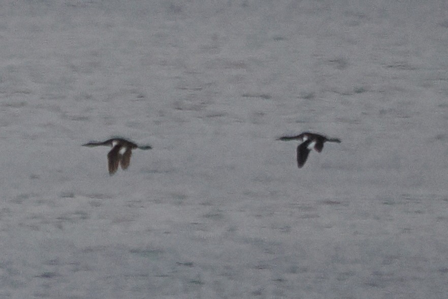 Red-necked Grebe - ML642163143