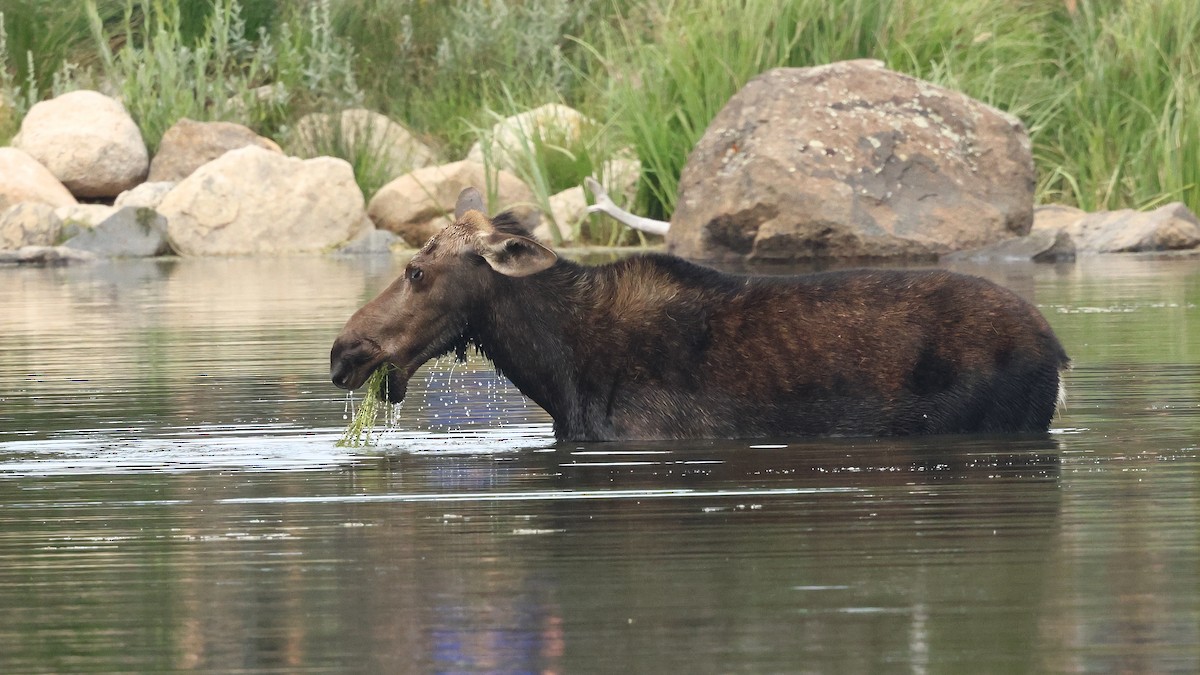 Animals - ML642163144