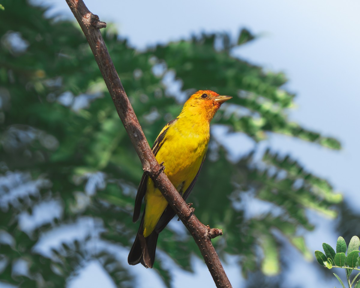 Western Tanager - ML642163145