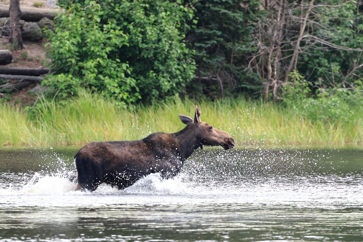 Animals - ML642163151