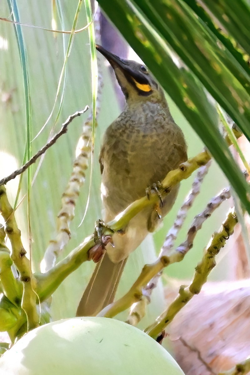 Western Wattled-Honeyeater - ML642163203