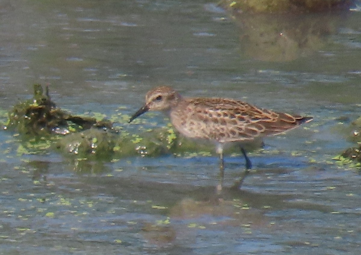 pygmésnipe - ML642163210