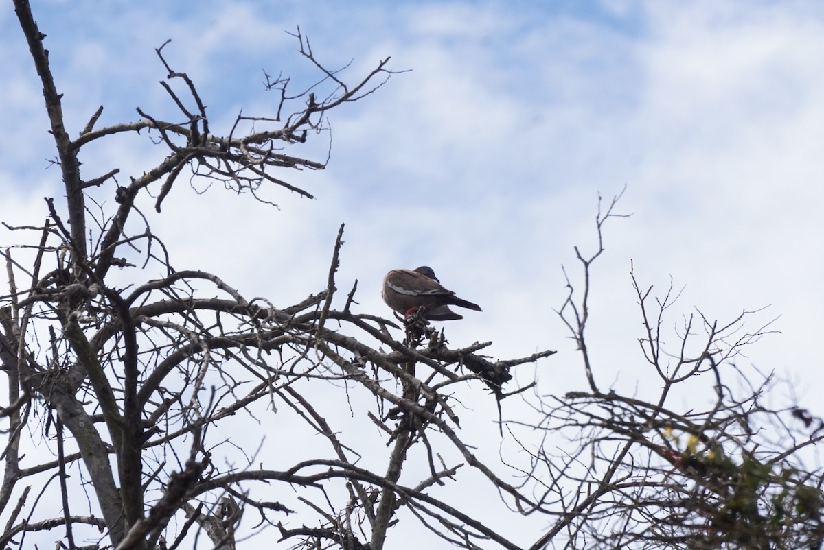West Peruvian Dove - ML642163213