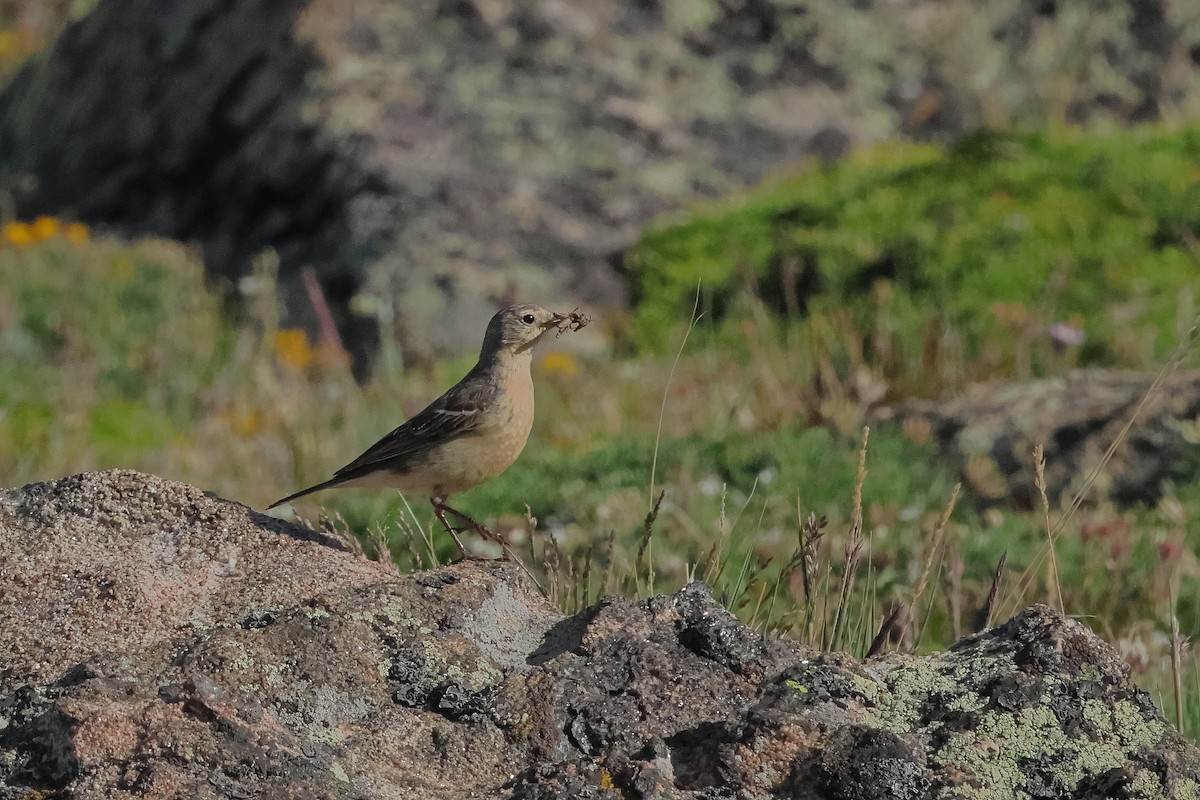 American Pipit - ML642163239