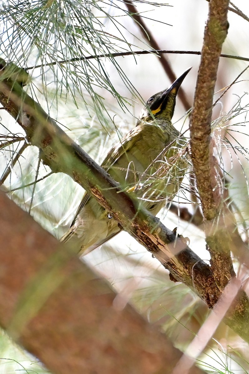 Western Wattled-Honeyeater - ML642163245