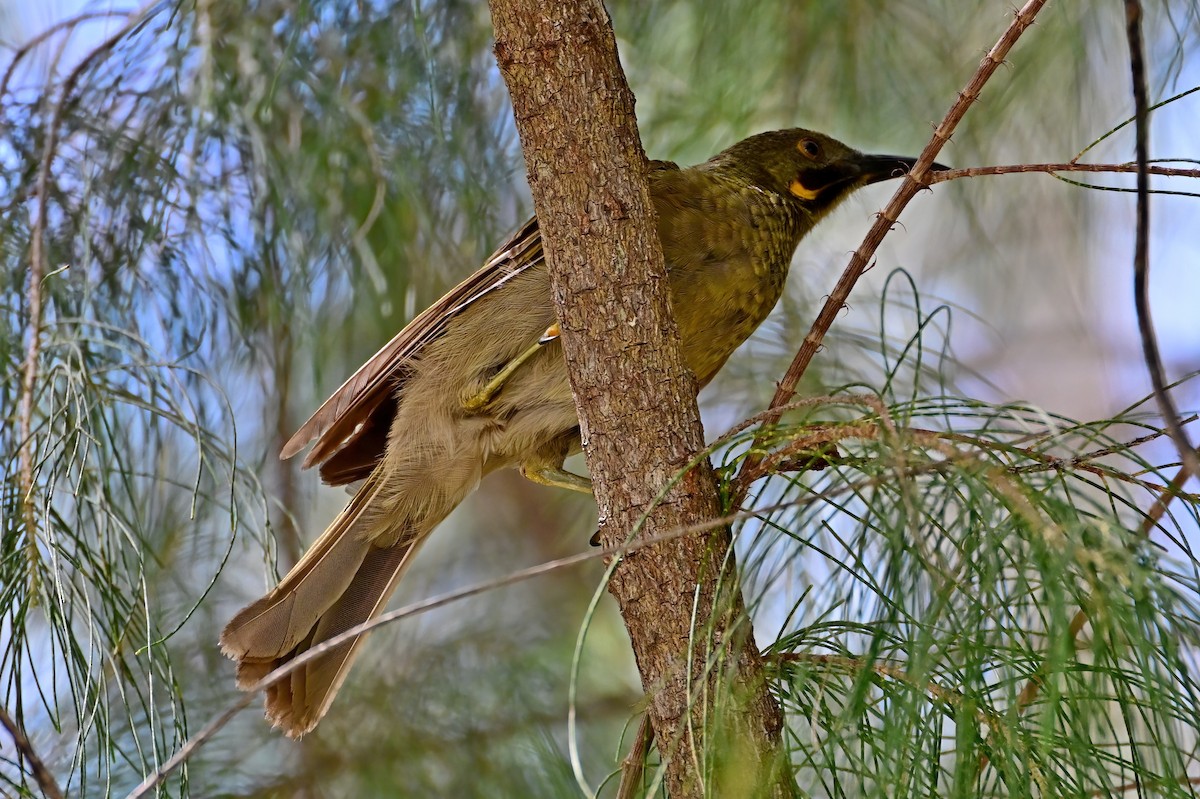 Western Wattled-Honeyeater - ML642163246