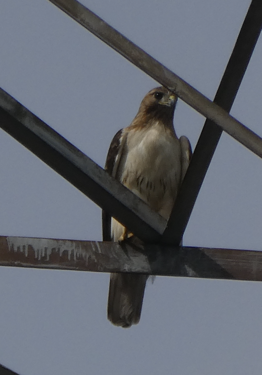 Red-tailed Hawk - ML642163268