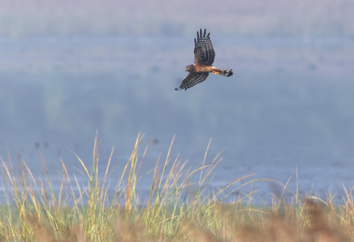 Northern Harrier - ML642163272