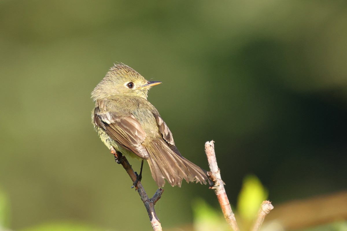 Western Flycatcher - ML642163273