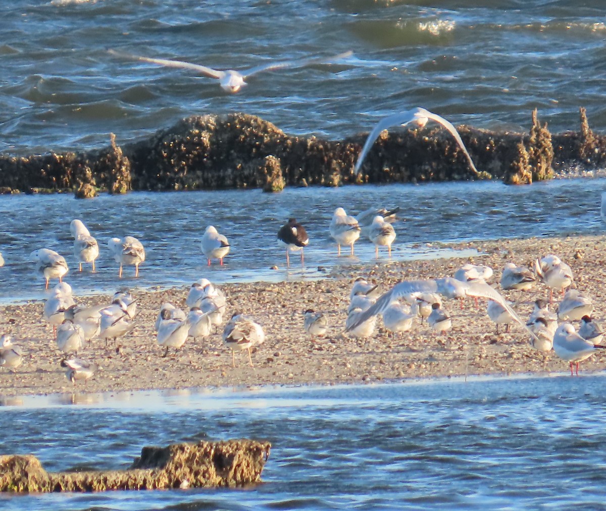 Eurasian Oystercatcher - ML642163274