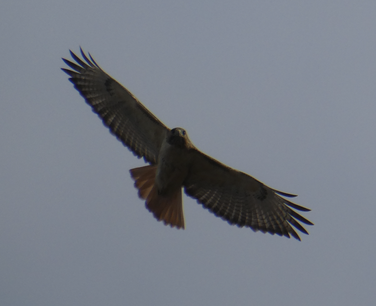 Red-tailed Hawk - ML642163276