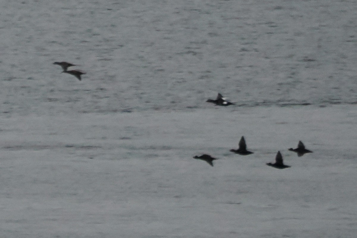 White-winged Scoter - ML642163278