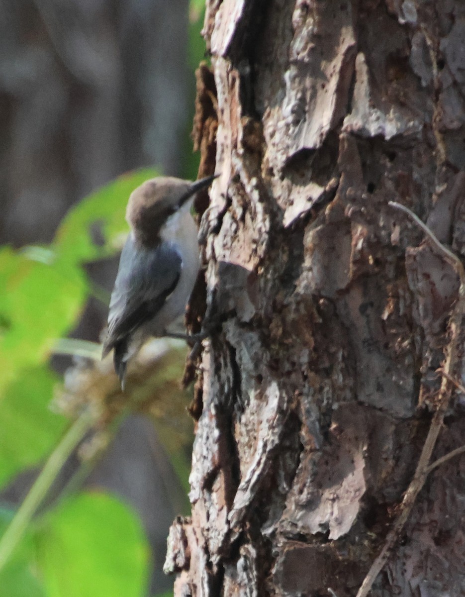 Brown-headed Nuthatch - ML642163279