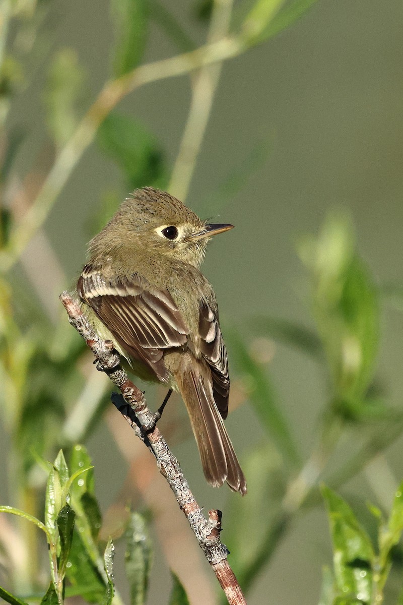 Western Flycatcher - ML642163280