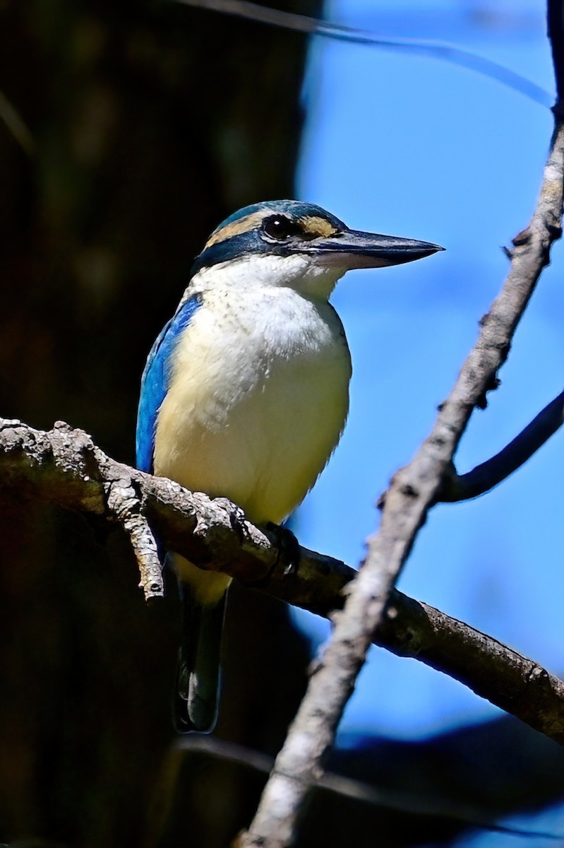 Pacific Kingfisher - ML642163281
