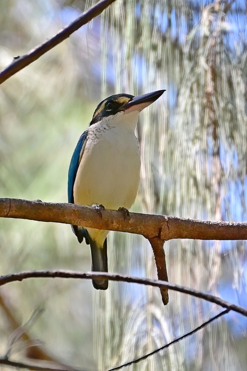 Pacific Kingfisher - ML642163282