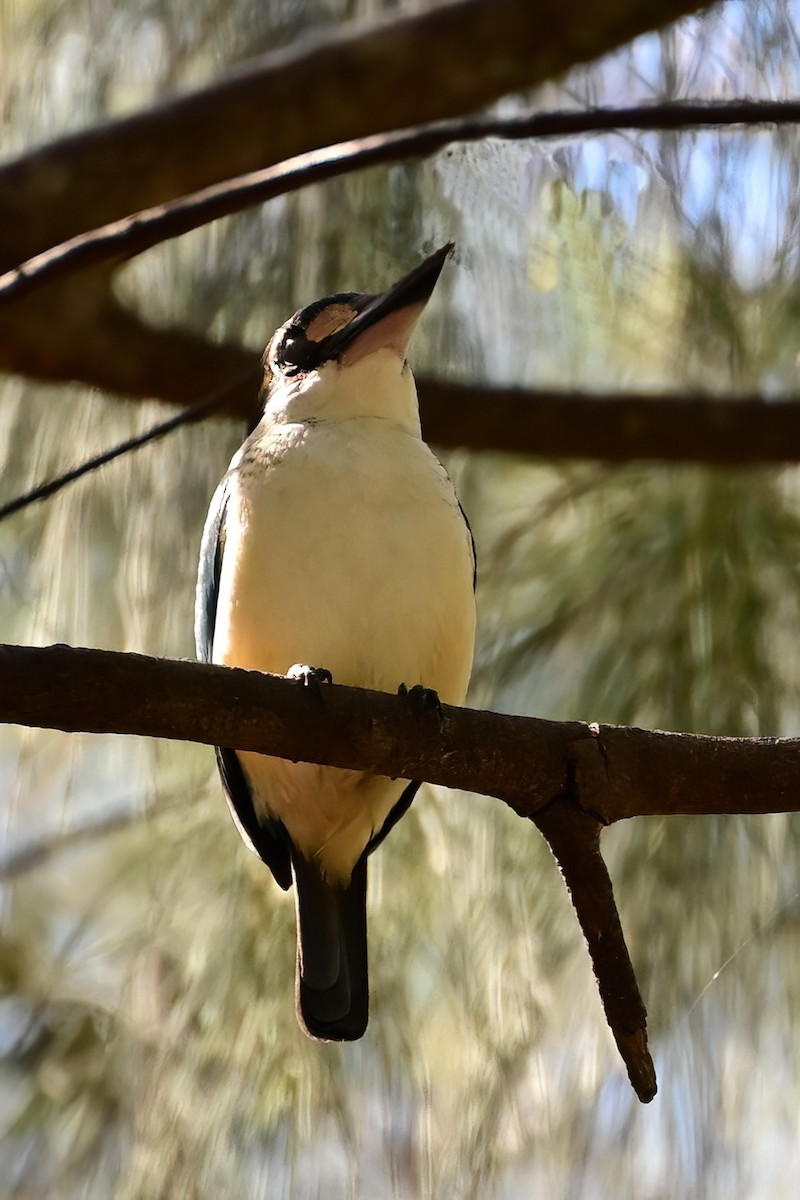 Pacific Kingfisher - ML642163283