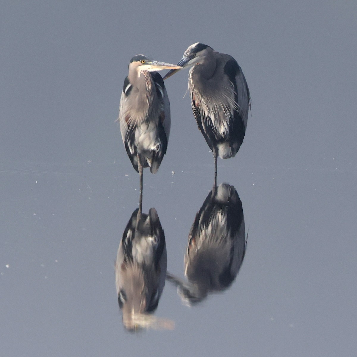 Great Blue Heron - ML642163286