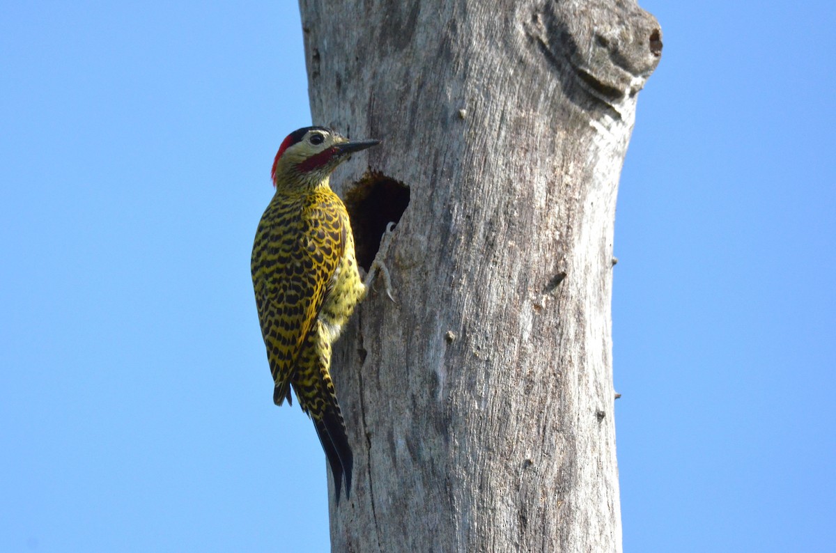 Green-barred Woodpecker - ML642163288