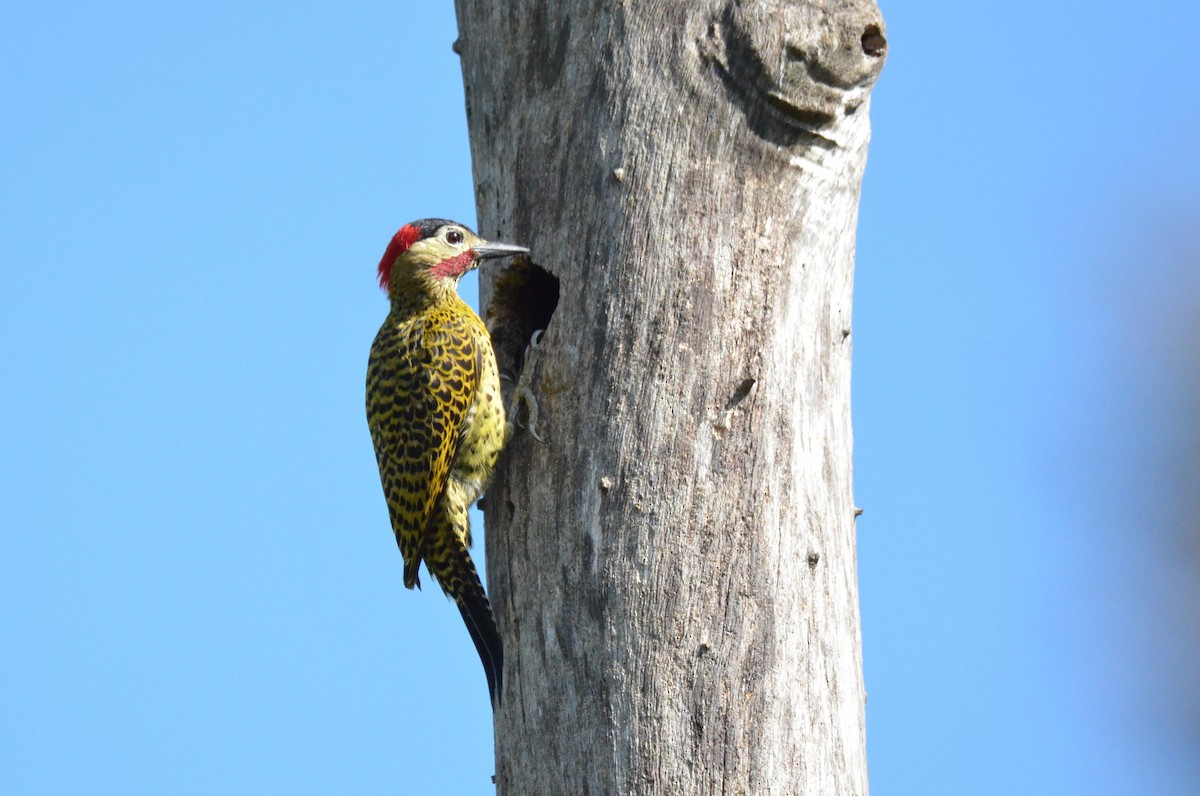 Green-barred Woodpecker - ML642163289