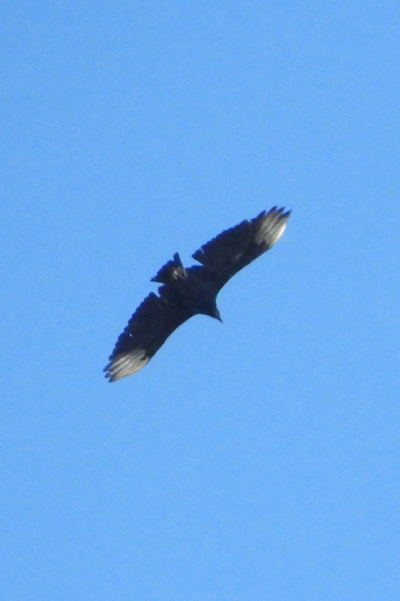 Black Vulture - ML642163291