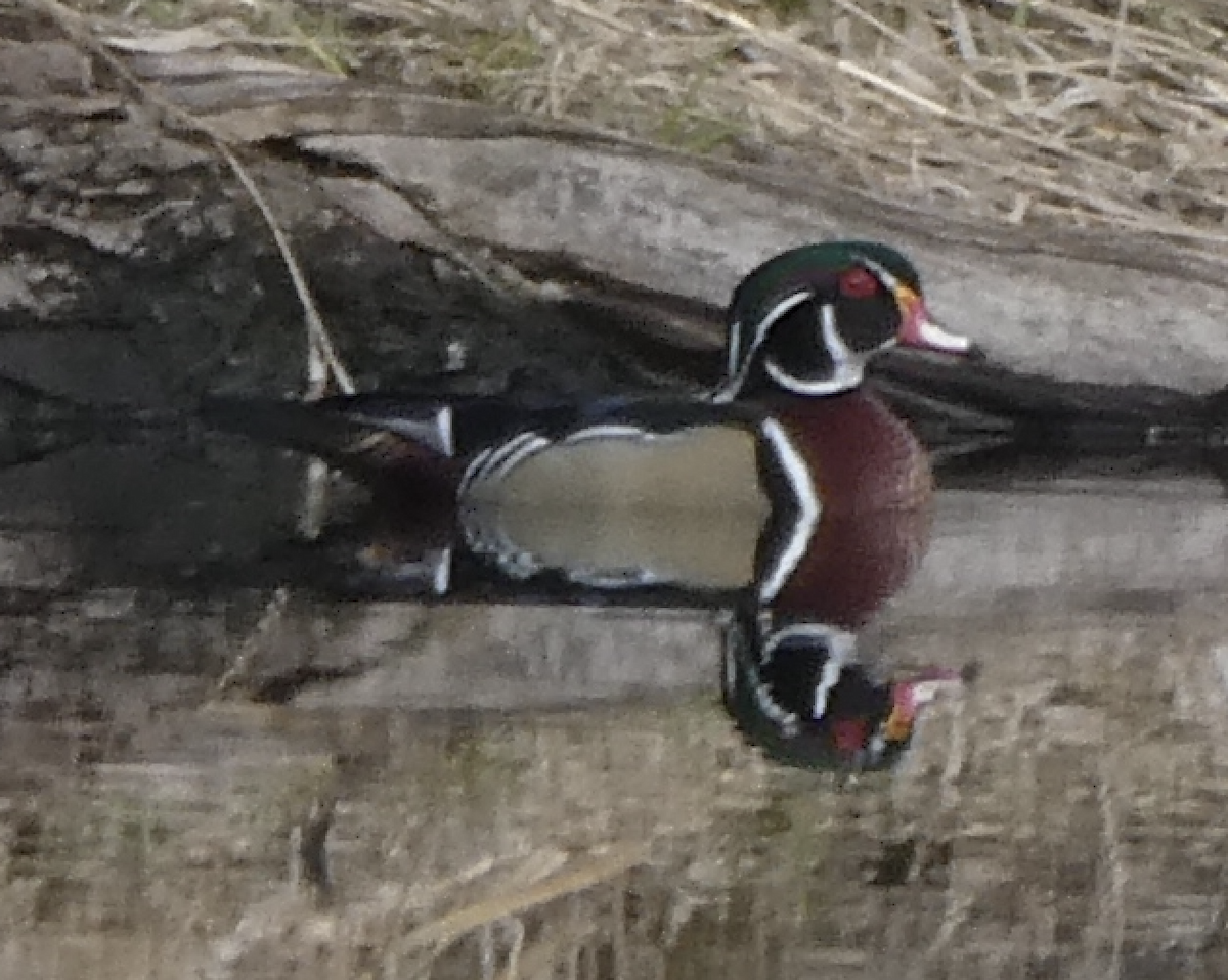 Wood Duck - ML642163292