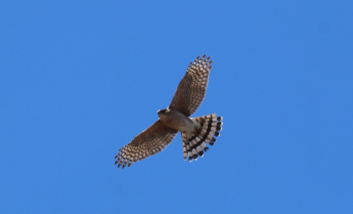 Sharp-shinned Hawk - ML642163305