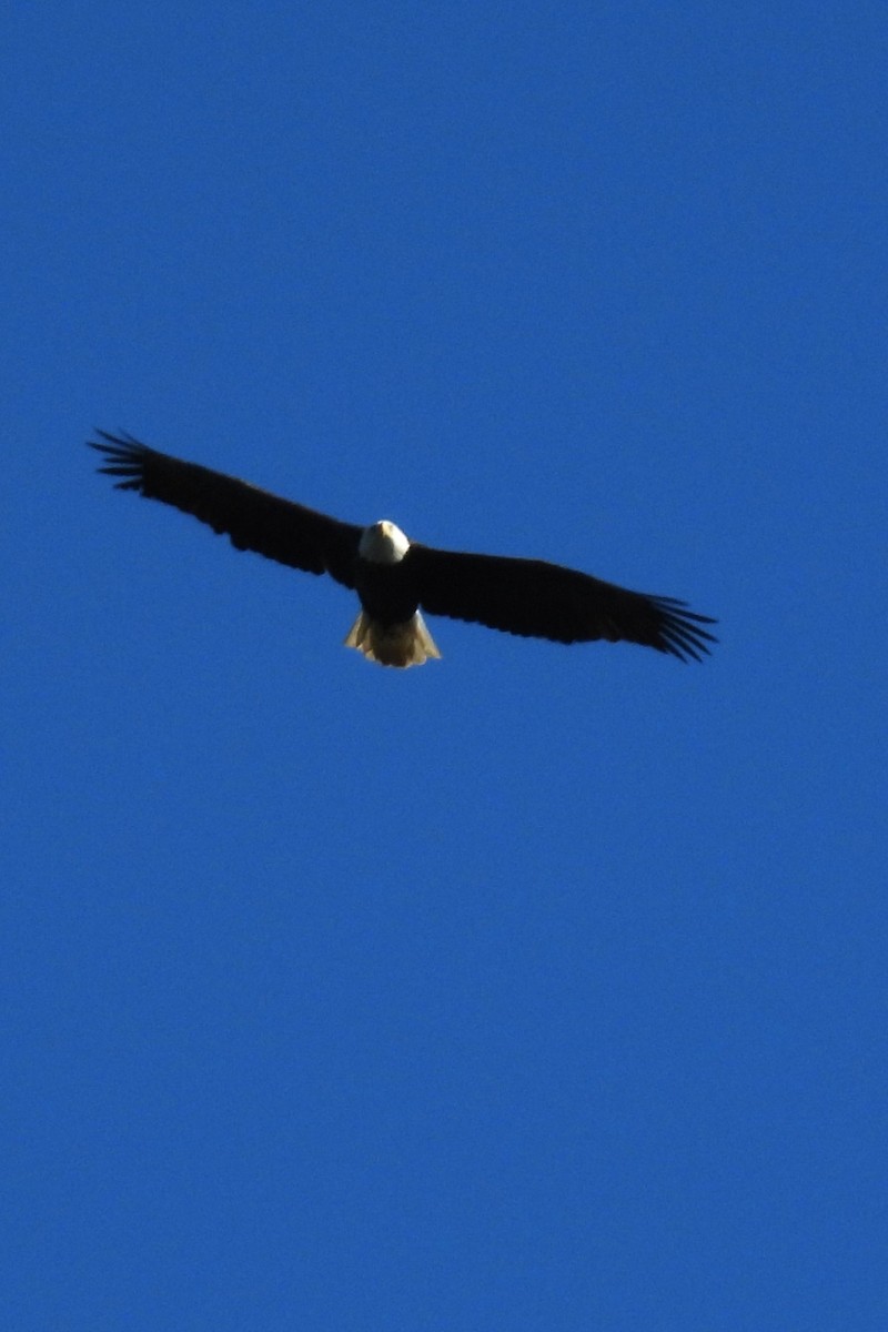 Bald Eagle - ML642163312