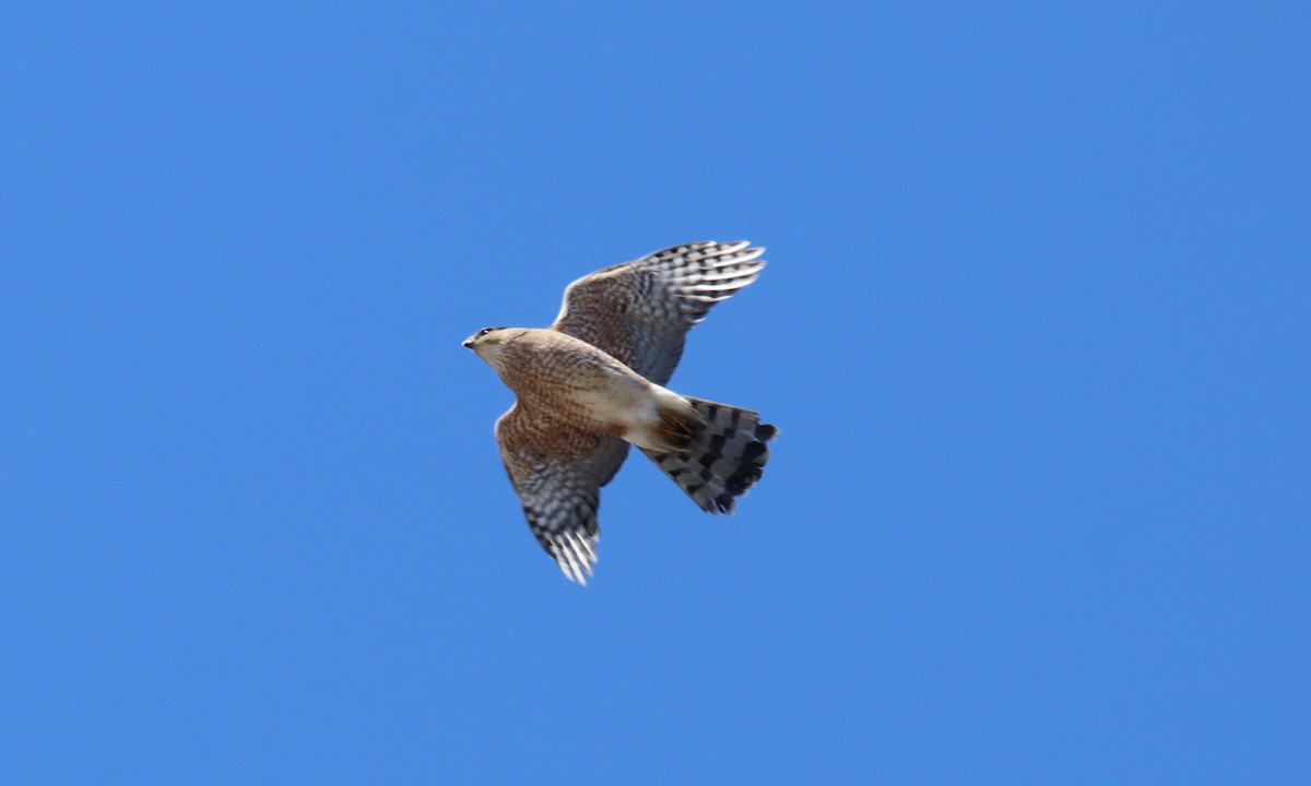 Sharp-shinned Hawk - ML642163316