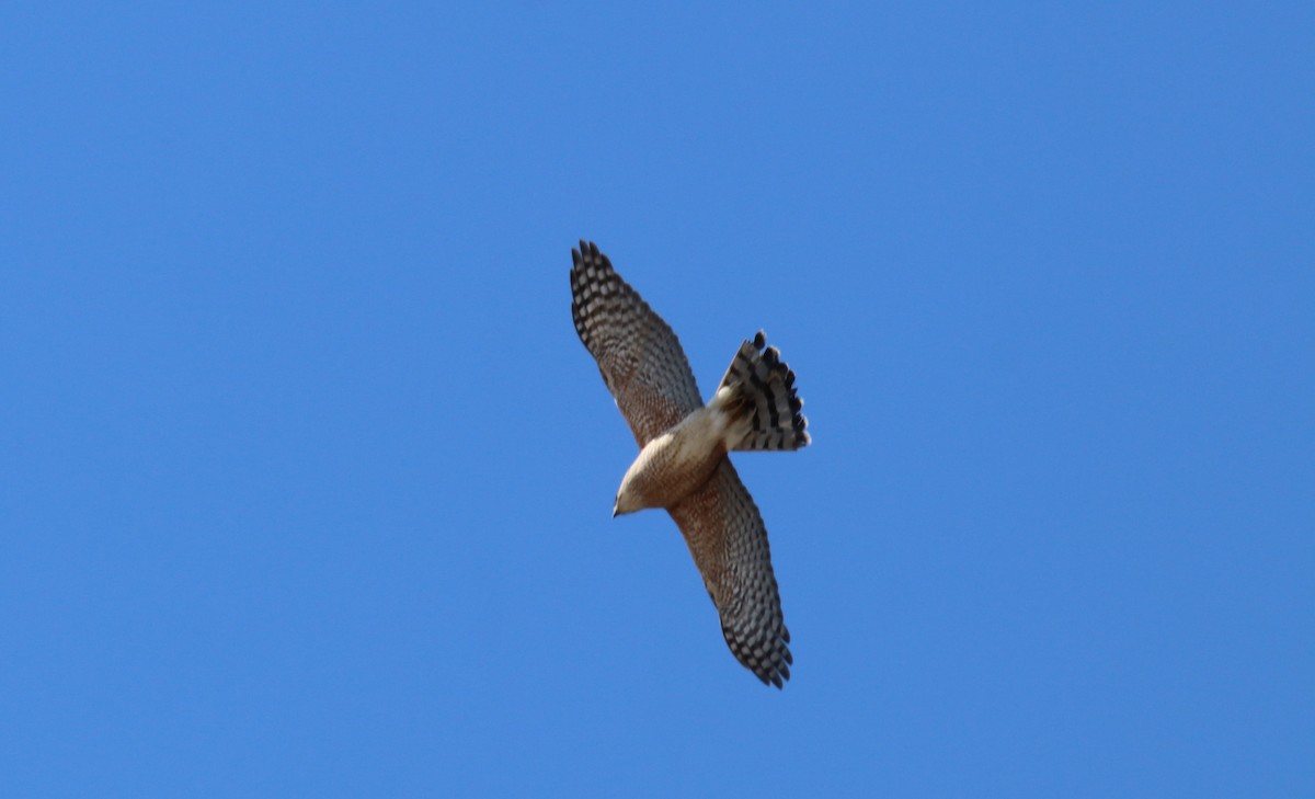 Sharp-shinned Hawk - ML642163317