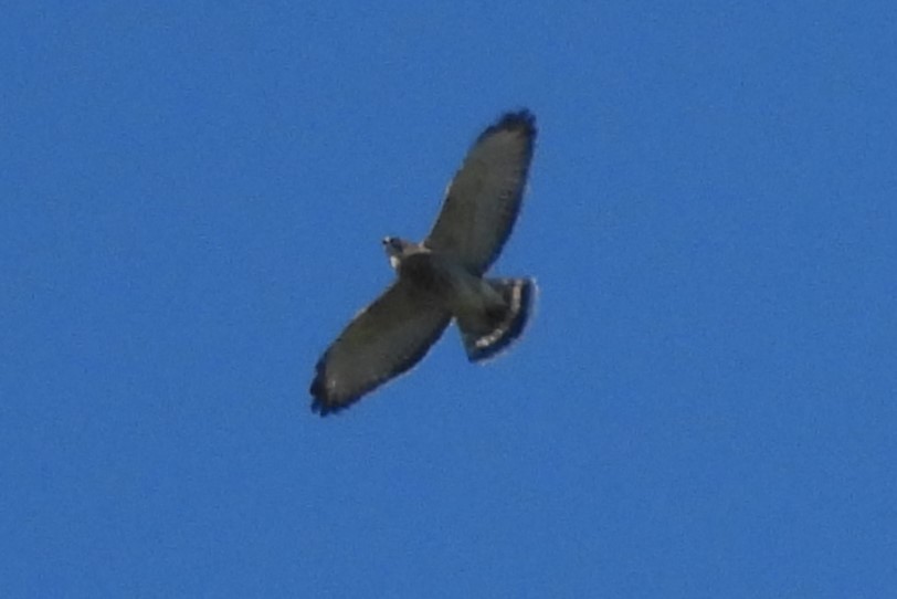 Broad-winged Hawk - ML642163341