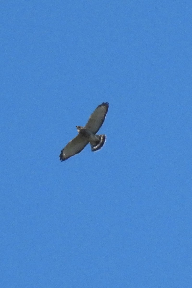 Broad-winged Hawk - ML642163342