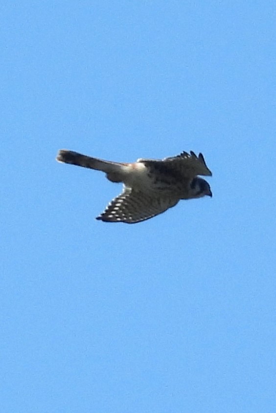 American Kestrel - ML642163351
