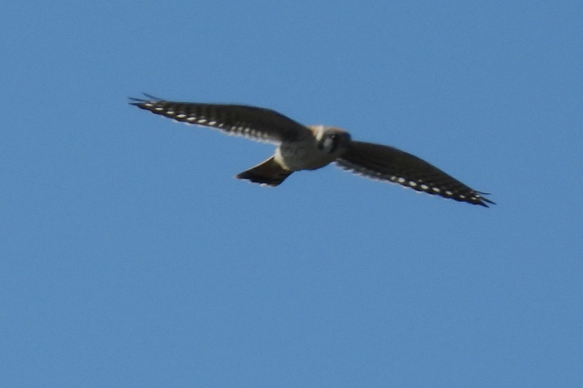 American Kestrel - ML642163352