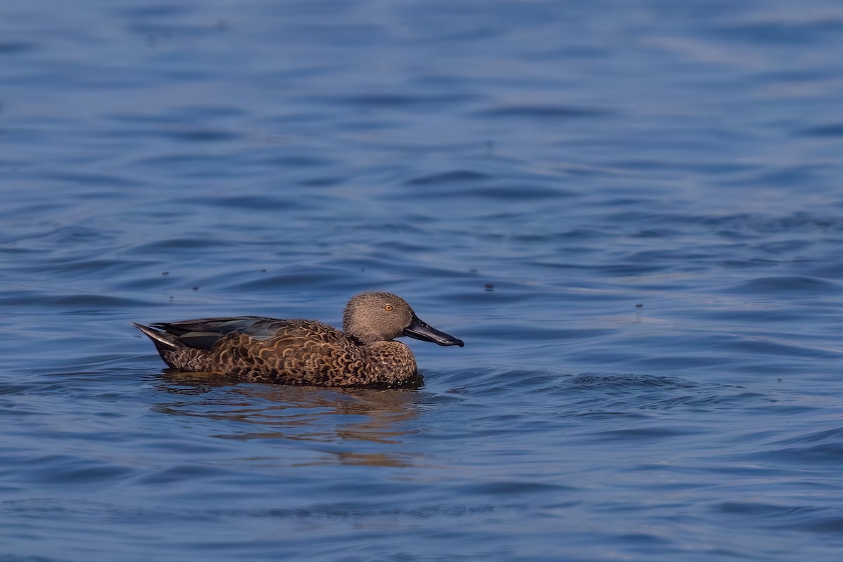 Cape Shoveler - ML642163354