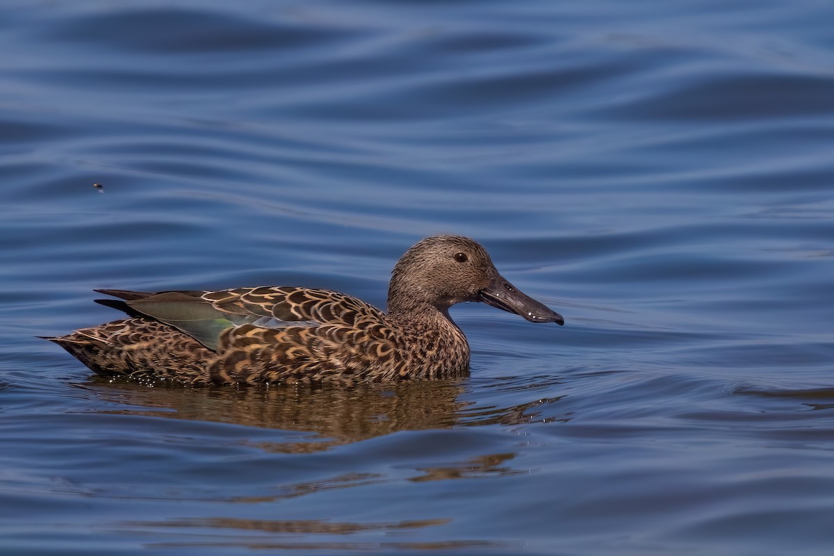 Cape Shoveler - ML642163355
