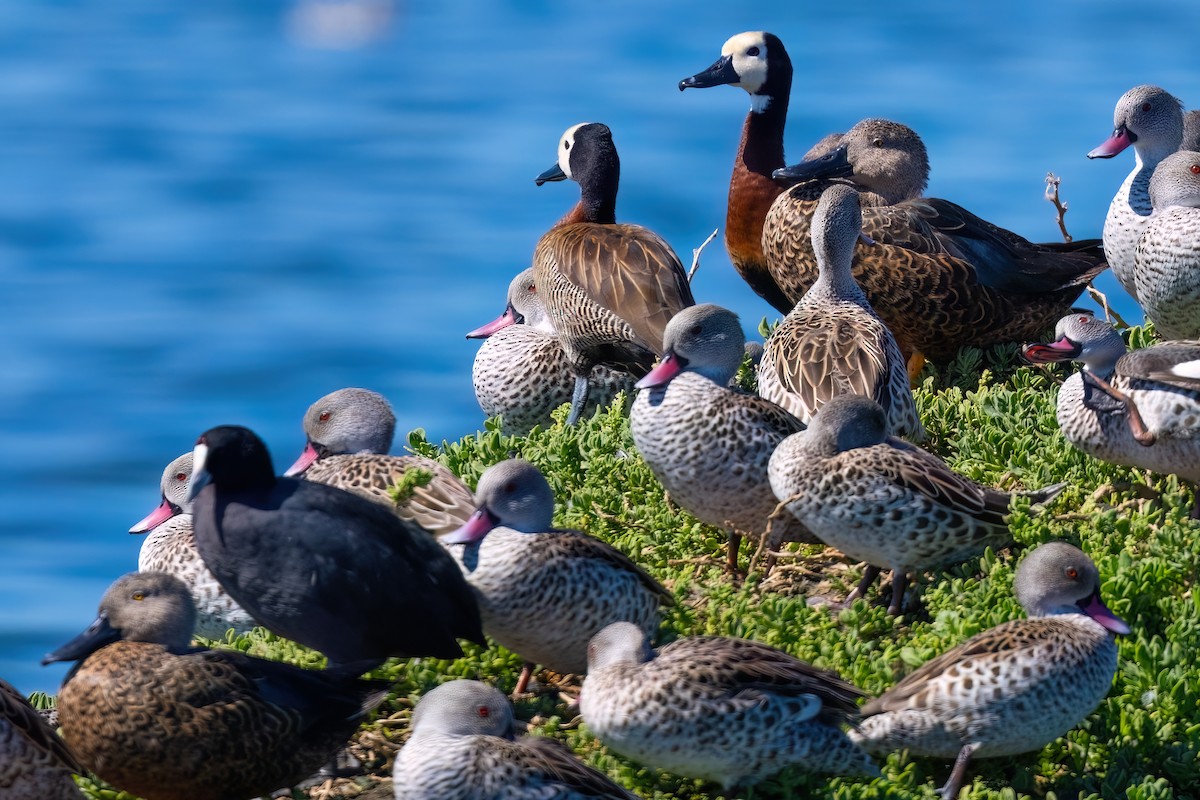 Cape Shoveler - ML642163356