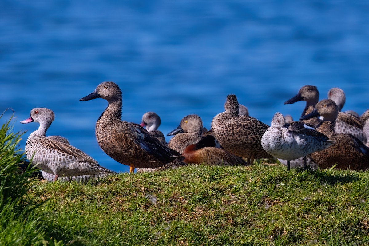 Cape Shoveler - ML642163357