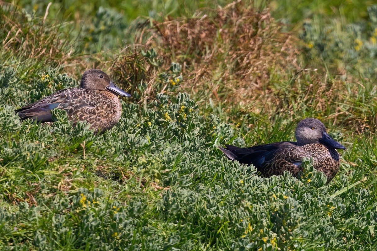 Cape Shoveler - ML642163358