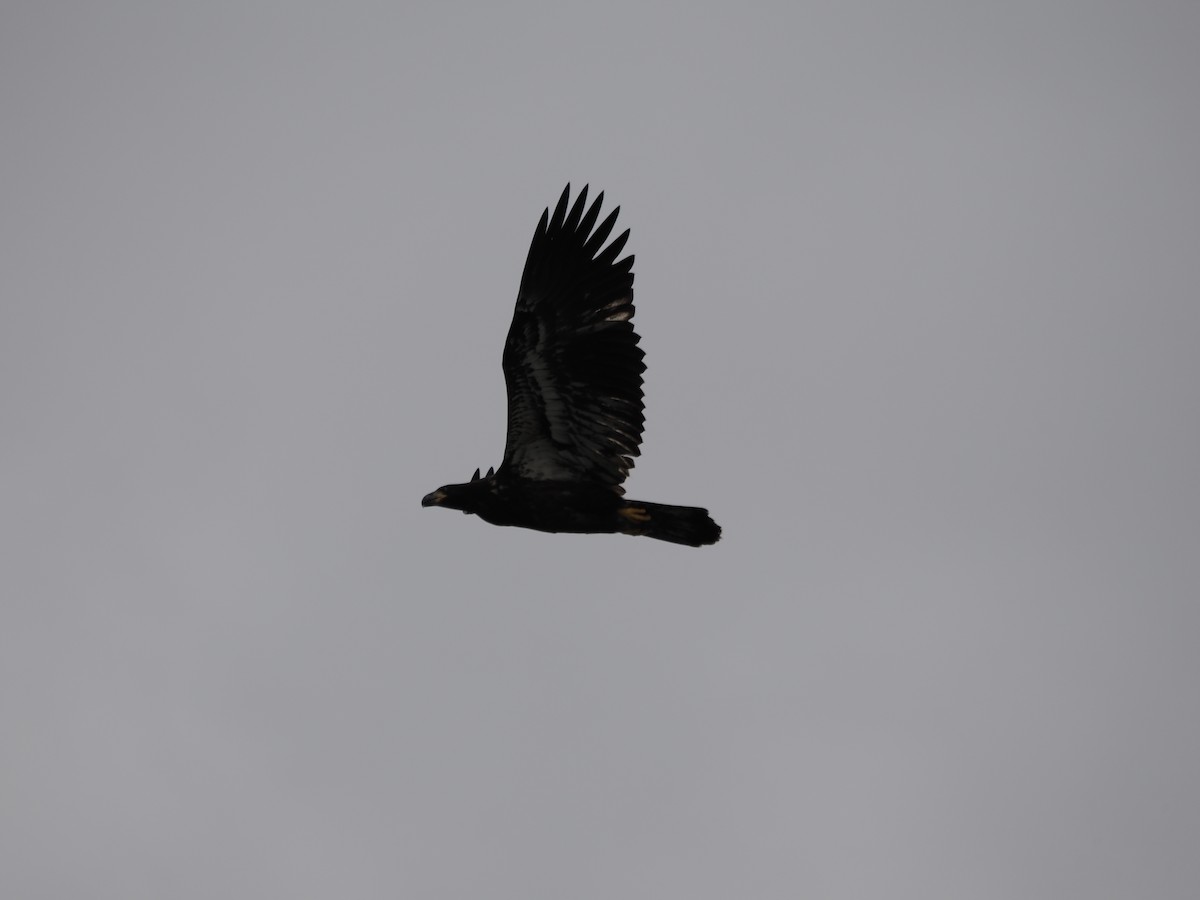 Bald Eagle - ML642163367
