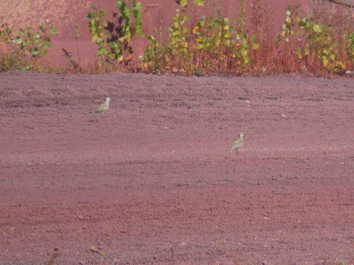 American Golden-Plover - ML642163389