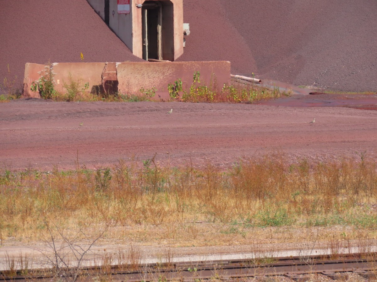American Golden-Plover - ML642163390