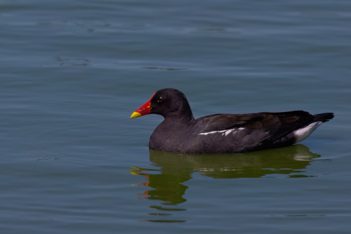 Gallinule poule-d'eau - ML642163412