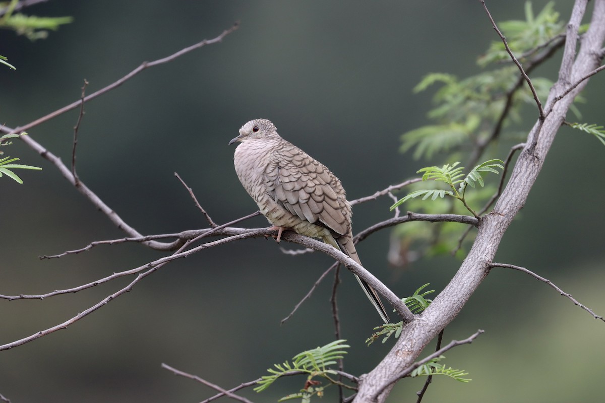 Inca Dove - ML642163423