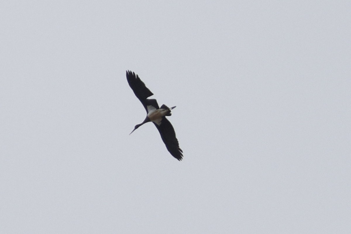 Black Stork - ML642163426