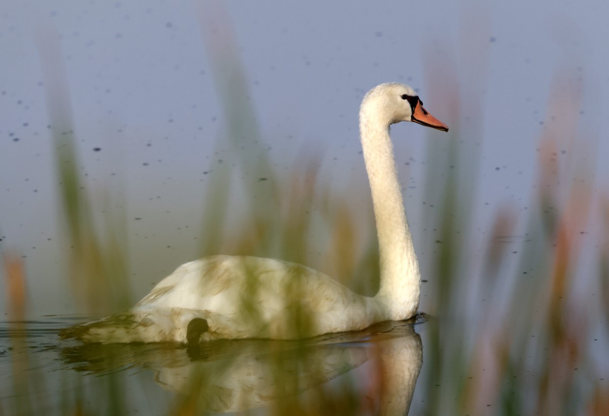 Mute Swan - ML642163427