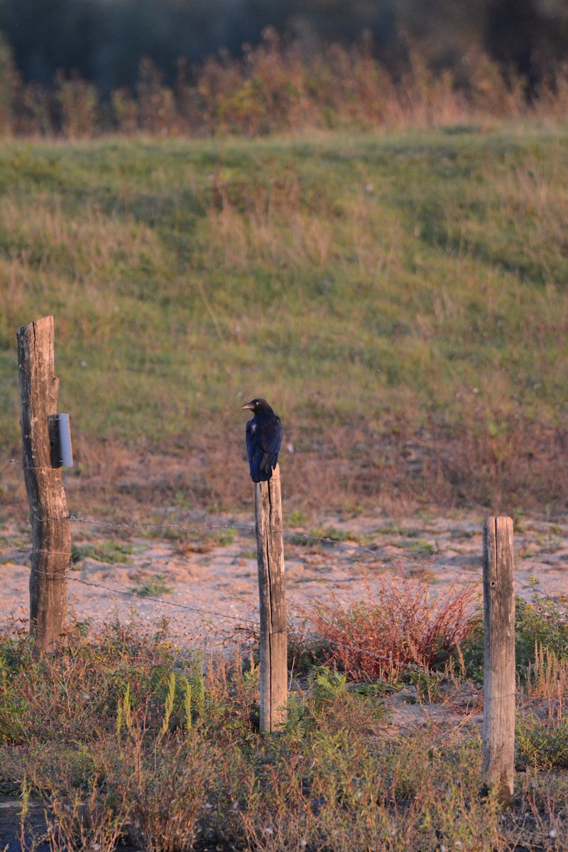 Cornacchia nera - ML642163431